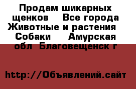 Продам шикарных щенков  - Все города Животные и растения » Собаки   . Амурская обл.,Благовещенск г.